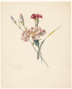Studieblad med nejlikor av Albertus Steenbergen