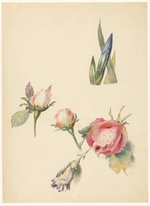 Studieblad med tre rosor och en iris av Albertus Steenbergen