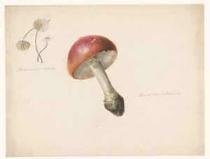 Studieblad med svamp, Amanita Rubescens och Marasmius Rotula av Albertus Steenbergen