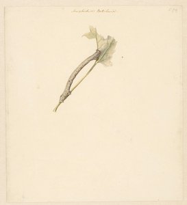 Studieblad träffade rups, Amphidiasis Betularia av Albertus Steenbergen
