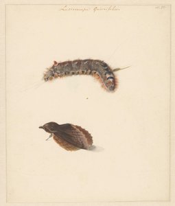 Studieblad med larv och nattfjärilar, Lasiocampa Quireifolia