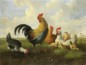 En tupp med höns och kycklingar
