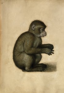 Apa / akvarell, tillskriven A.Dürer. av Albrecht Dürer