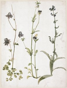  av Albrecht Dürer