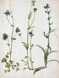 Aklejor, penséer och oxtunga, första kvartalet av 1500-talet.. av Albrecht Dürer