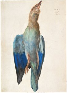 Österrikisk tyska: Tote Blauracke Dead Bluebird av Albrecht Dürer