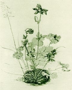 Akleja av Albrecht Dürer