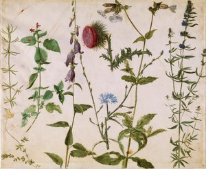 Åtta studier av vilda blommor, ca 1515-1520. av Albrecht Dürer
