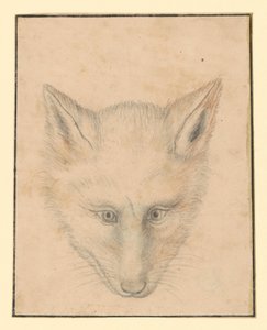 Rävhuvud, sett framifrån av Albrecht Dürer