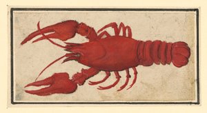 Kokt kräfta, vänd åt vänster av Albrecht Dürer