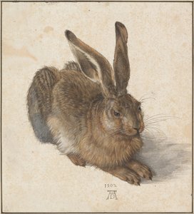Hase, 1502 av Albrecht Dürer