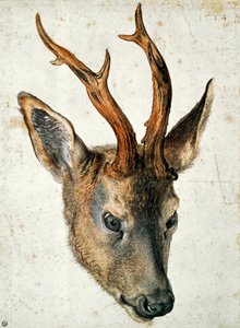 Hoved af en rådyr (pen og blæk og wc på papir) svensk av Albrecht Dürer