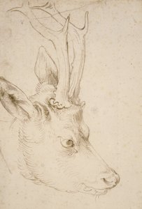 Chef för en råbock av Albrecht Dürer