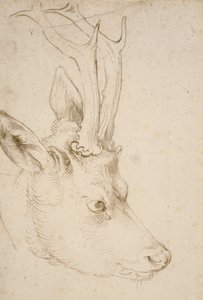 Chef för en råbock, 1503 av Albrecht Dürer