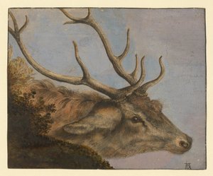 Hjorthuvud av Albrecht Dürer