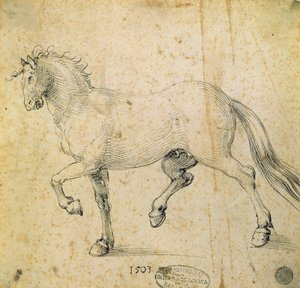 Häst, 1503 (penna och bläck på papper) av Albrecht Dürer