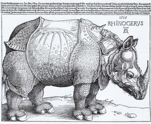 Latin:  Rhinocerus Noshörningen av Albrecht Dürer