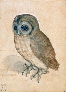 Lilla ugglan, 1508. av Albrecht Dürer