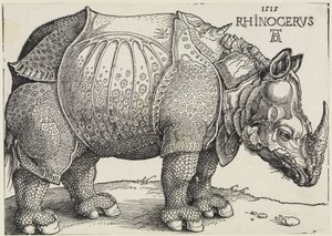 Rhinocerus (Noshörningen) av Albrecht Dürer