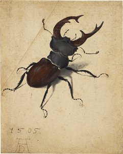 Stagbagge av Albrecht Dürer