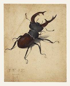 Hjortbagge av Albrecht Dürer