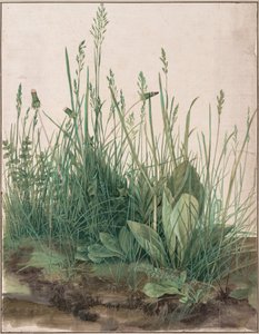 Den stora gräsmattan av Albrecht Dürer