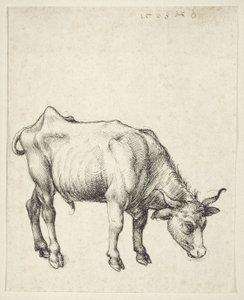 Ung tjur av Albrecht Dürer