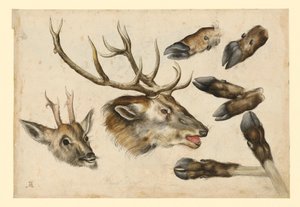 Två hjorthuvuden, vända åt höger, och 6 gevärspipor av Albrecht Dürer