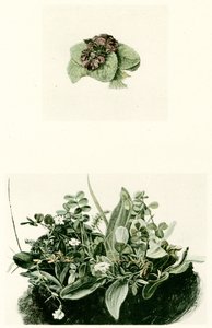 violer av Albrecht Dürer