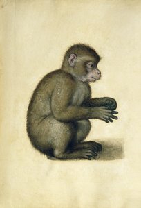 A Monkey (akvarell och gouache på papper) av Albrecht Dürer