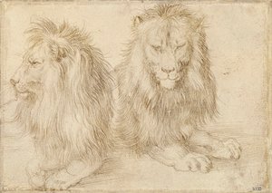 Två sittande lejon - Teckning av Albrecht Durer (1471-1528) av Albrecht Dürer