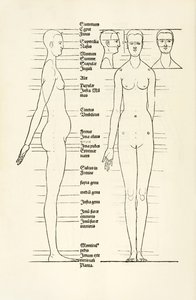 Kvinnligt anatomiskt träsnitt från "Herin förstås fyra böcker av mänsklig proportion" av Albrecht Dürer