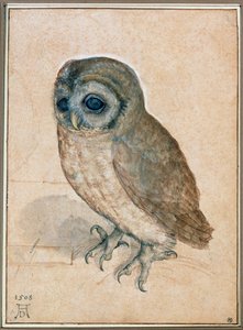 Kaeuzchen - Den lilla ugglan av Albrecht Dürer or Duerer