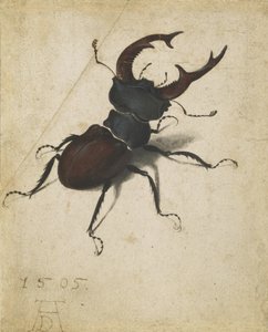 Ekoxe av Albrecht Dürer