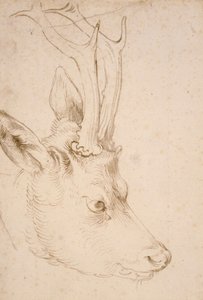 Tete de chevreuil hane - Dessin de Albrecht Durer (1471-1528), vers 1503 - Head of a Roebuck - Penna och pensel, grått och brunt bläck på papper av Albrecht Durer (1471-1528), ca1503 - 22,8x15,3 cm - Nelson-Atkins Museum of Art, Kansas City, Missouri av Albrecht Dürer