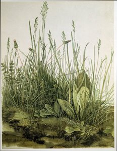 Den stora gräsmattan av Albrecht Dürer or Duerer