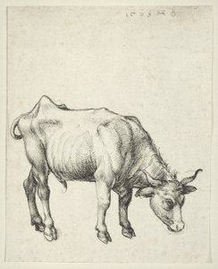 Ung tjur, ca 1493 av Albrecht Dürer