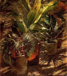 Begonior. av Aleksander Gierymski