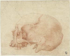 Studie av en skalle av Alessandro Allori