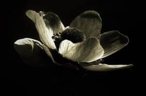 Namnlös, 2019, (fotografi) av Alex Caminker