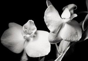 ambition, 2019, (fotografi) av Alex Caminker