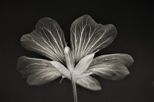 klarhet, 2019, (fotografi) av Alex Caminker