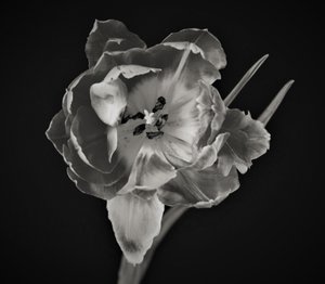blommans geometri, 2019, (fotografi) av Alex Caminker