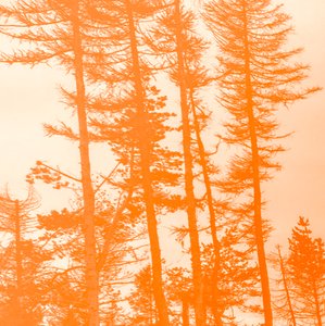 om träden var orange, 2019, (collage) av Alex Caminker