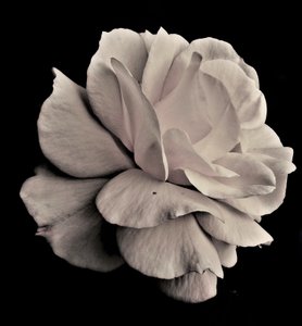 levande geometri, 2019, (fotografi) av Alex Caminker