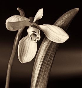 naturens sammansättning, 2019, (fotografi) av Alex Caminker