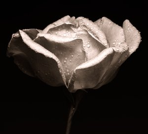 rose, 2019, (fotografi) av Alex Caminker