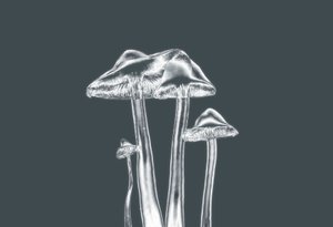silver svampar, 2019, (fotografi) av Alex Caminker