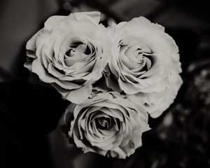 tre rosor, 2019, (fotografi) av Alex Caminker