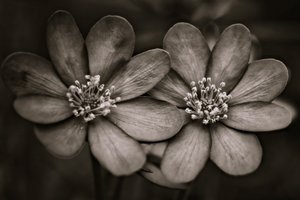 tvillingar, 2019, (fotografi) av Alex Caminker